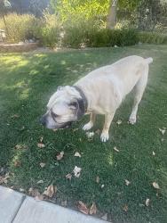 Found/Stray Male Dog last seen Avenida Miravilla, Cherry Valley, CA 92223