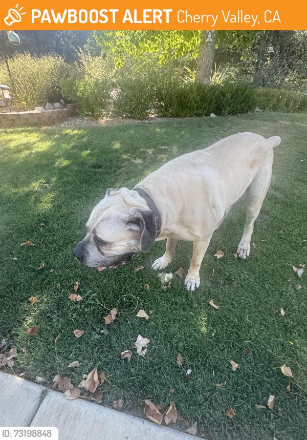 Found/Stray Male Dog last seen Avenida Miravilla, Cherry Valley, CA 92223