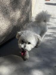 Reunited Male Dog last seen Scavenger Hunt near the little playground/ mailboxes, North Las Vegas, NV 89084