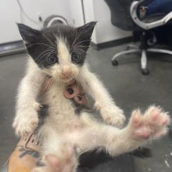 Shelter Stray Male Cat last seen , 3100 Deats Rd, Dickinson, TX 77539, USA