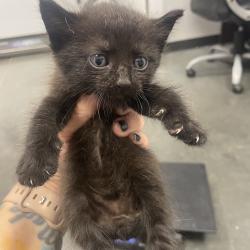 Shelter Stray Male Cat last seen , 3100 Deats Rd, Dickinson, TX 77539, USA