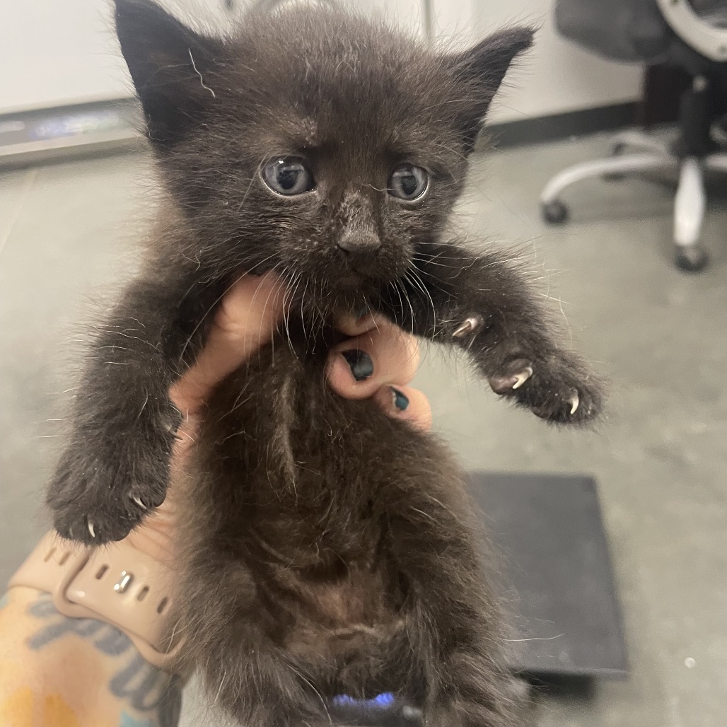 Shelter Stray Male Cat last seen , 3100 Deats Rd, Dickinson, TX 77539, USA