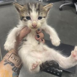 Shelter Stray Male Cat last seen , 3100 Deats Rd, Dickinson, TX 77539, USA