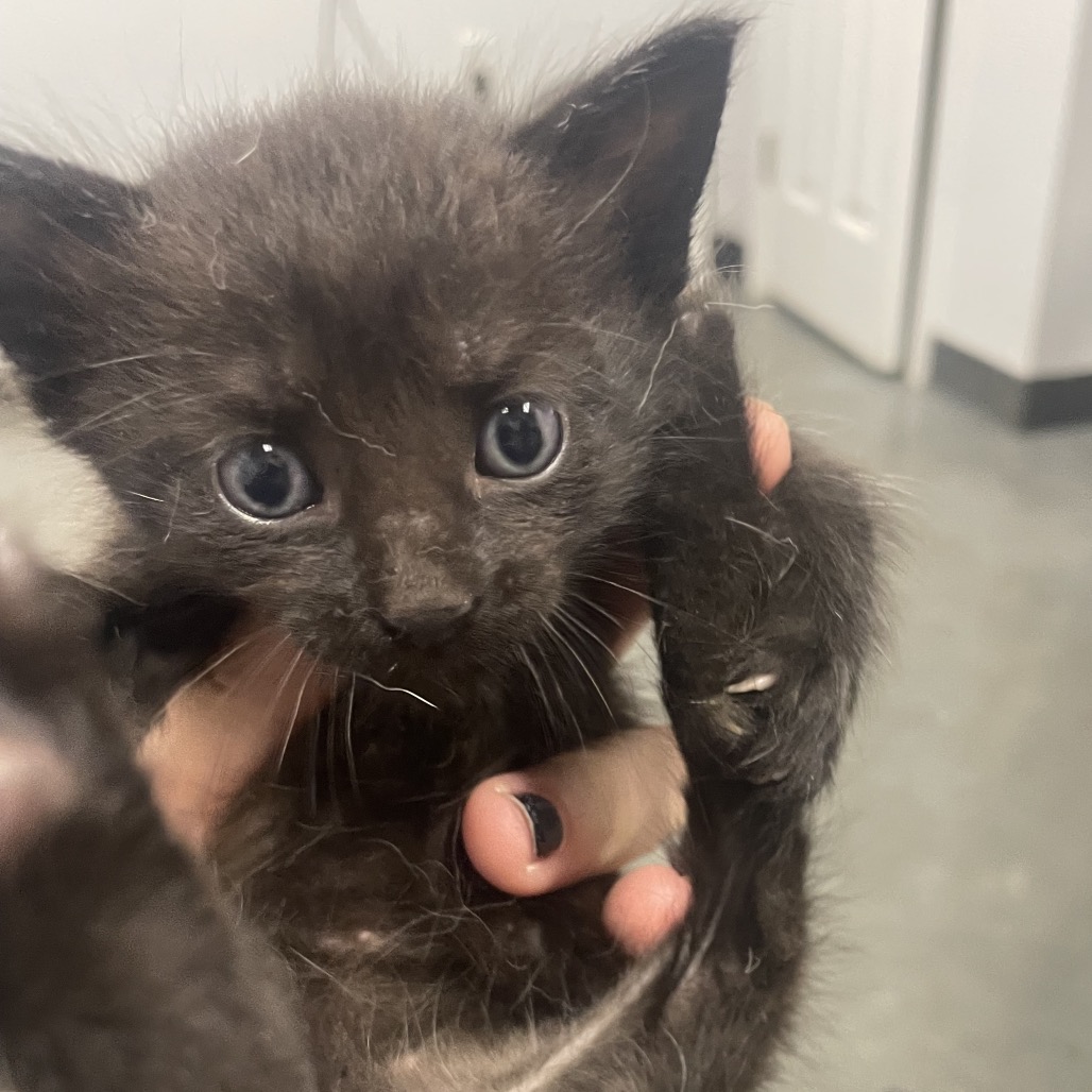 Shelter Stray Male Cat last seen , 3100 Deats Rd, Dickinson, TX 77539, USA