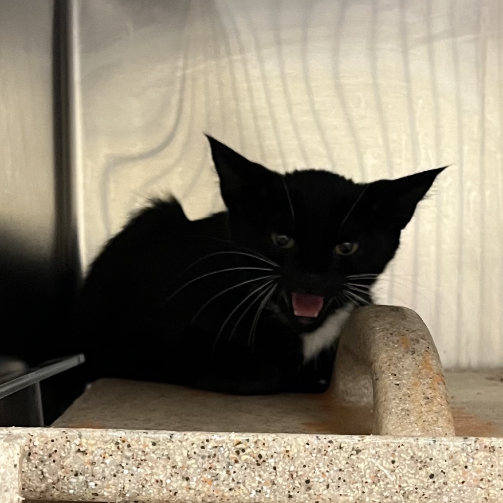 Shelter Stray Female Cat last seen , Animal Care & Control Team of Philly, 111 W Hunting Park Ave, Philadelphia, PA 19140, USA