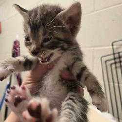 Shelter Stray Female Cat last seen , 54687 Co Rd 19, Bristol, IN 46507, USA