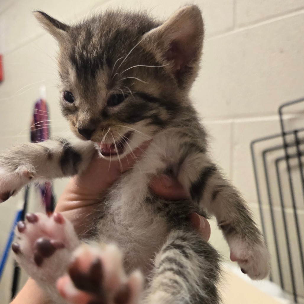 Shelter Stray Female Cat last seen , 54687 Co Rd 19, Bristol, IN 46507, USA