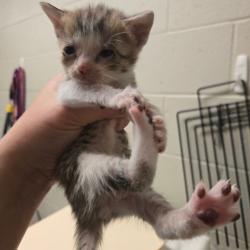 Shelter Stray Male Cat last seen , 54687 Co Rd 19, Bristol, IN 46507, USA