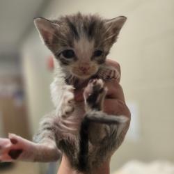 Shelter Stray Male Cat last seen , 54687 Co Rd 19, Bristol, IN 46507, USA