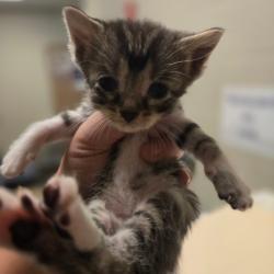 Shelter Stray Male Cat last seen , 54687 Co Rd 19, Bristol, IN 46507, USA