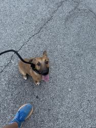 Found/Stray Male Dog last seen Fairview and Oak Hill, St. Louis, MO 63116