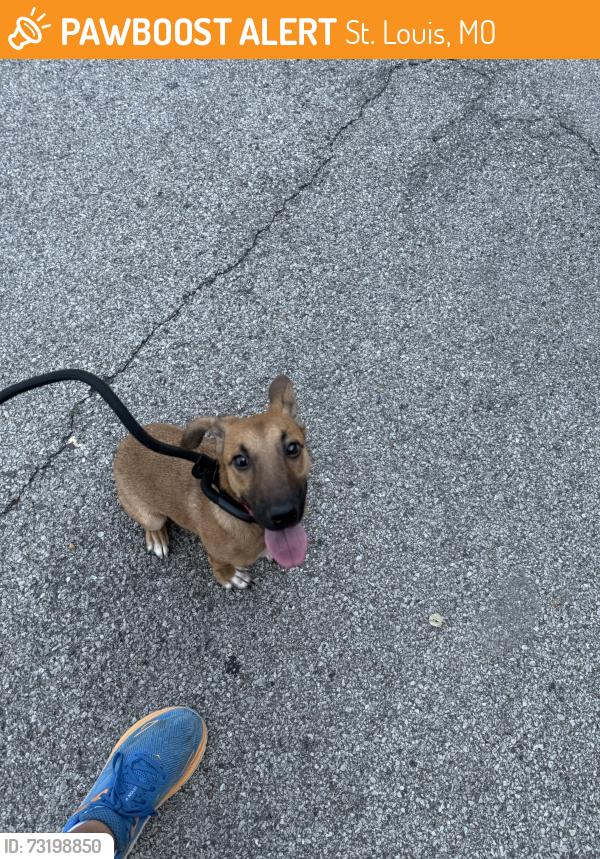 Found/Stray Male Dog last seen Fairview and Oak Hill, St. Louis, MO 63116