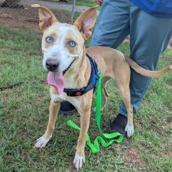Shelter Stray Female Dog last seen , 328 Furman Hall Rd, Greenville, SC 29609, USA