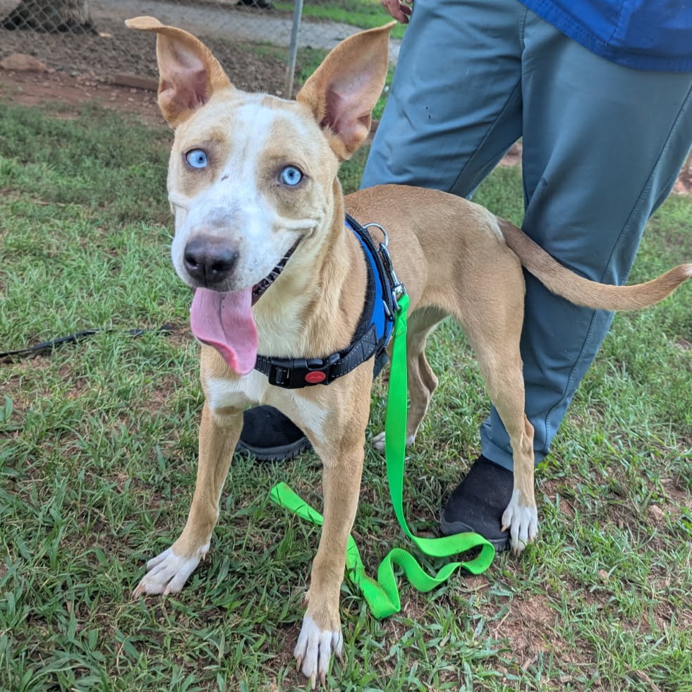 Shelter Stray Female Dog last seen , 328 Furman Hall Rd, Greenville, SC 29609, USA