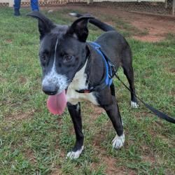 Shelter Stray Female Dog last seen , 328 Furman Hall Rd, Greenville, SC 29609, USA