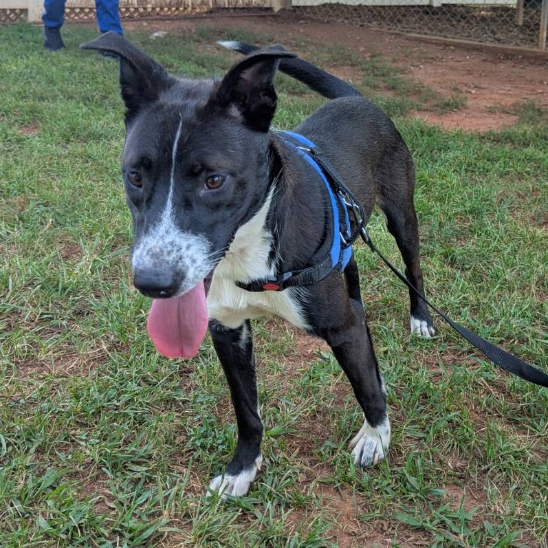 Shelter Stray Female Dog last seen , 328 Furman Hall Rd, Greenville, SC 29609, USA