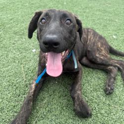 Shelter Stray Male Dog last seen , 2350 Appling City Cove, Memphis, TN 38133, USA