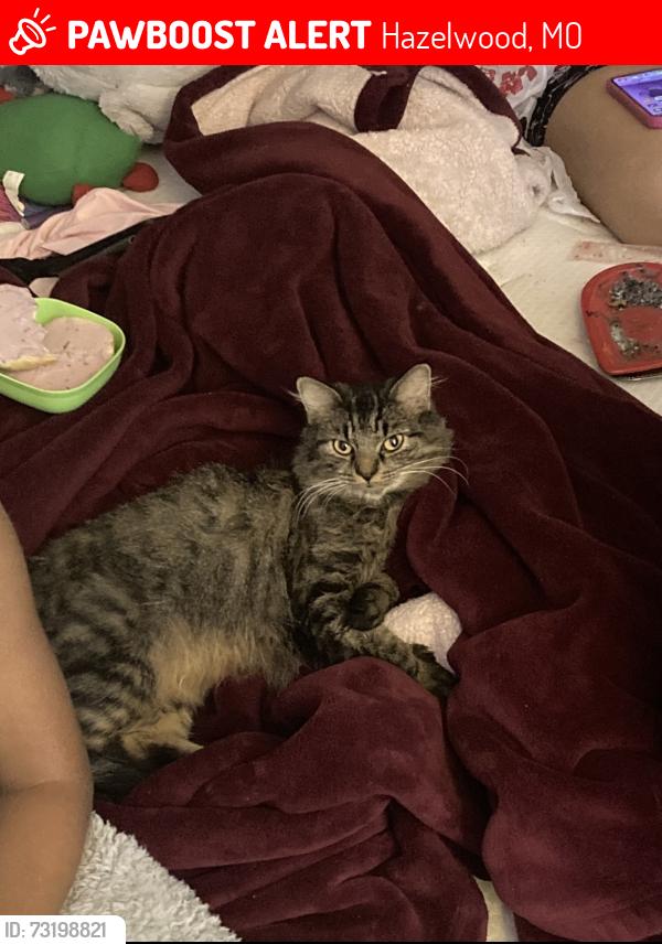Lost Female Cat last seen Hazelcrest and Dunn road by the Hazelcrest cndmnium., Hazelwood, MO 63042