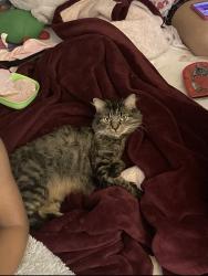 Lost Female Cat last seen Hazelcrest and Dunn road by the Hazelcrest cndmnium., Hazelwood, MO 63042