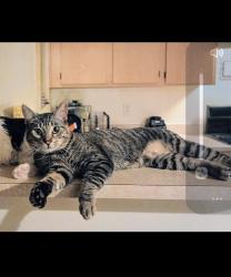 Lost Male Cat last seen 45th avenue and Montebello, Glendale, AZ, Phoenix, AZ 85019