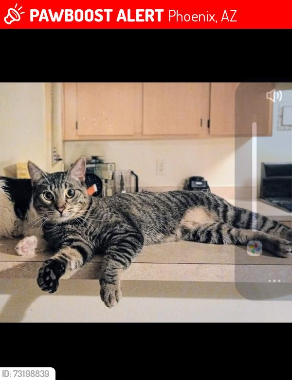 Lost Male Cat last seen 45th avenue and Montebello, Glendale, AZ, Phoenix, AZ 85019
