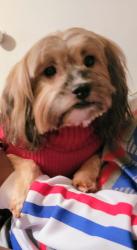 Reunited Female Dog last seen Mosslake and Sagewood, DeSoto, TX 75115