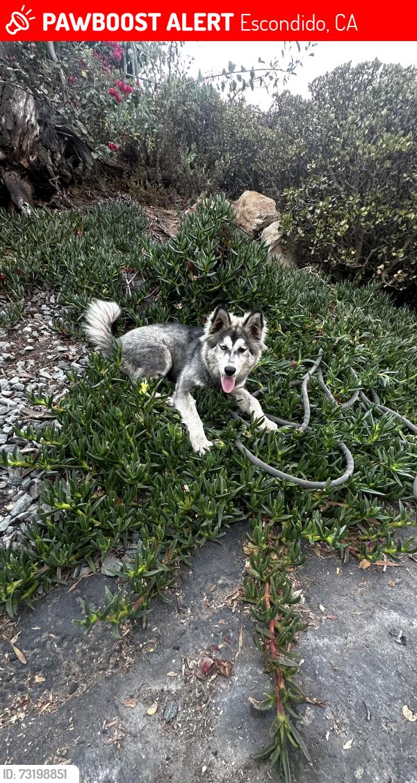 Lost Male Dog last seen Near my home, Escondido, CA 92026