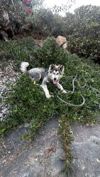 Lost Male Dog last seen Near my home, Escondido, CA 92026