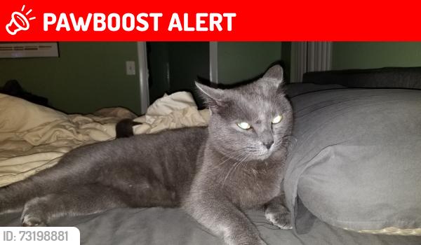 Lost Male Cat last seen lake brantley and Nancy rd, Altamonte Springs, FL 32714