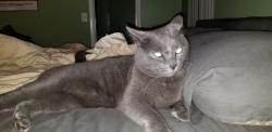 Lost Male Cat last seen lake brantley and Nancy rd, Altamonte Springs, FL 32714