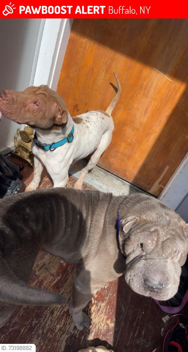 Lost Female Dog last seen Clinton street, Buffalo, NY 14206