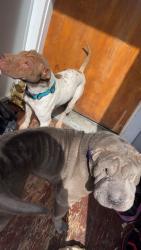 Lost Female Dog last seen Clinton street, Buffalo, NY 14206