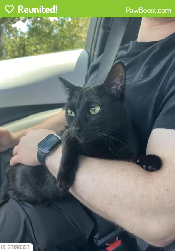 Reunited Female Cat last seen Near donemere way, Fountain Inn, SC 29644