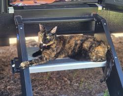 Reunited Female Cat last seen Near Chevron Cirlcle & Military Tr, Jupiter, FL 33458