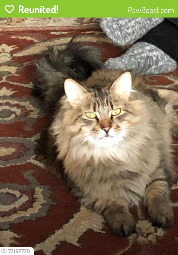 Reunited Male Cat last seen Chesterfield & 23rd Street, North Vancouver, BC V7M 3M4