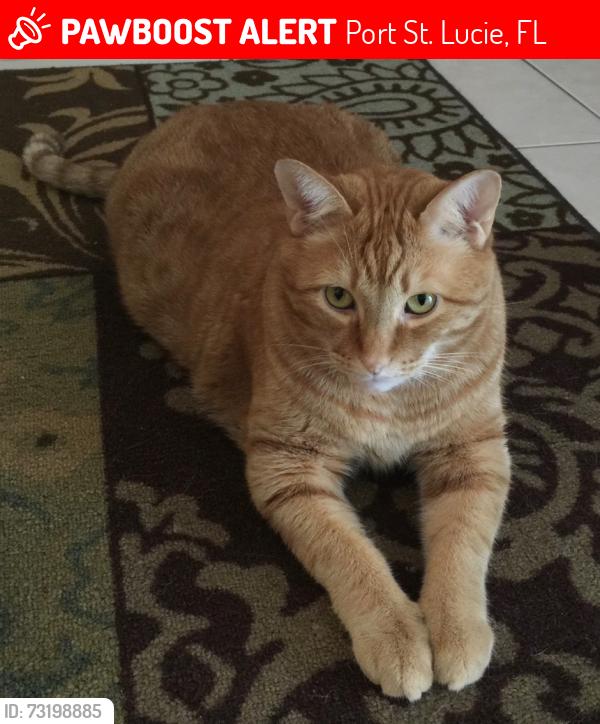 Lost Male Cat last seen SE Tiffany Ave, HCA hosp, Port St. Lucie, FL 34952