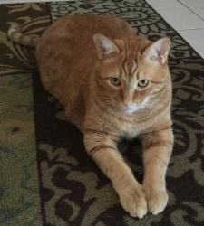 Lost Male Cat last seen SE Tiffany Ave, HCA hosp, Port St. Lucie, FL 34952