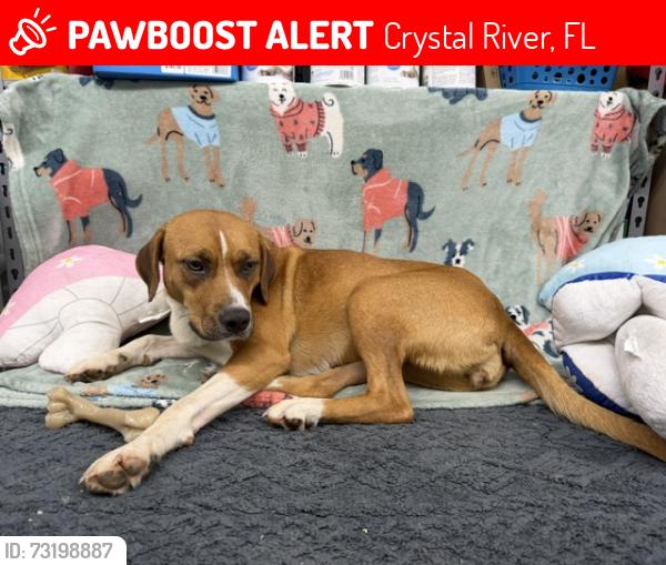 Lost Female Dog last seen Citrus and Dunnellon Rd, Crystal River, FL 34428