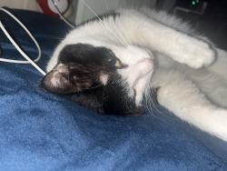 Reunited Male Cat last seen Sherlock Elementary School, Super Mercado Trejo, Torres Fresh Market, Cicero, IL 60804