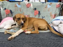 Lost Female Dog last seen Citrus and Dunnellon Rd, Crystal River, FL 34428