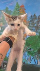 Shelter Stray Male Cat last seen Bexar County, 3353 Morningside Dr, New Braunfels, TX 78132, USA