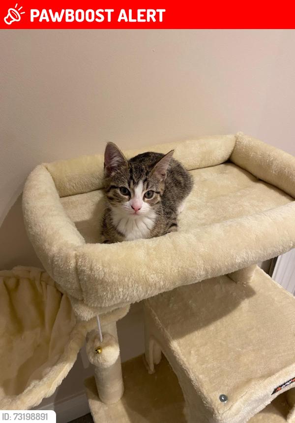 Lost Female Cat last seen Home, Southend-on-Sea, England 