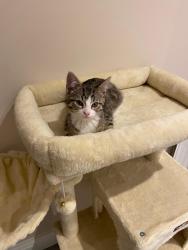 Lost Female Cat last seen Home, Southend-on-Sea, England 