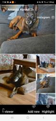 Lost Female Dog last seen By Shadyside, Shelby, NC 28152