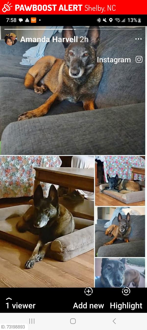 Lost Female Dog last seen By Shadyside, Shelby, NC 28152