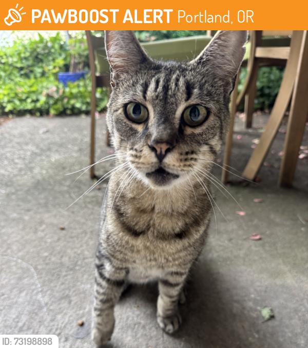 Found/Stray Unknown Cat last seen SE 72nd and Cooper, Portland, OR 97206