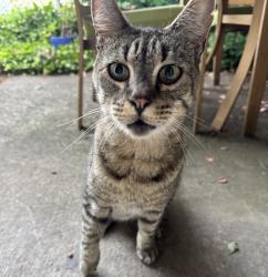 Found/Stray Unknown Cat last seen SE 72nd and Cooper, Portland, OR 97206