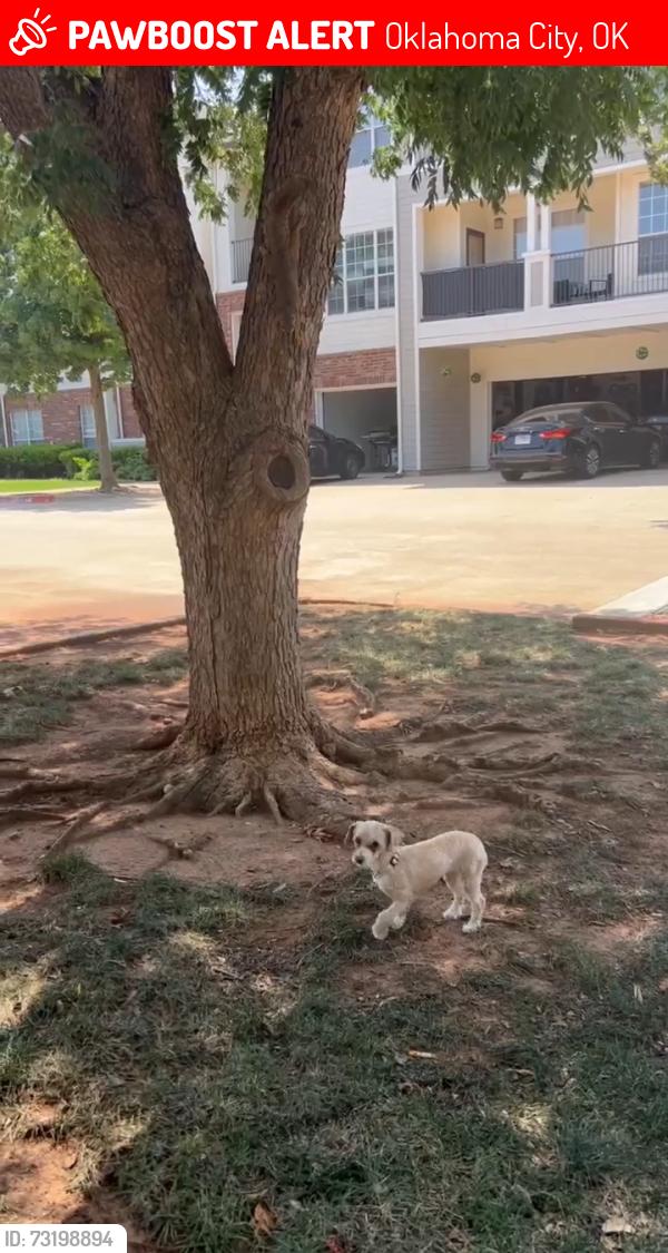 Lost Female Dog last seen 150th & penn, Oklahoma City, OK 73134
