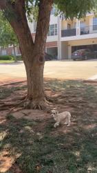 Lost Female Dog last seen 150th & penn, Oklahoma City, OK 73134