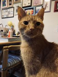 Lost Male Cat last seen Yo231hn, York, England YO23 1HN